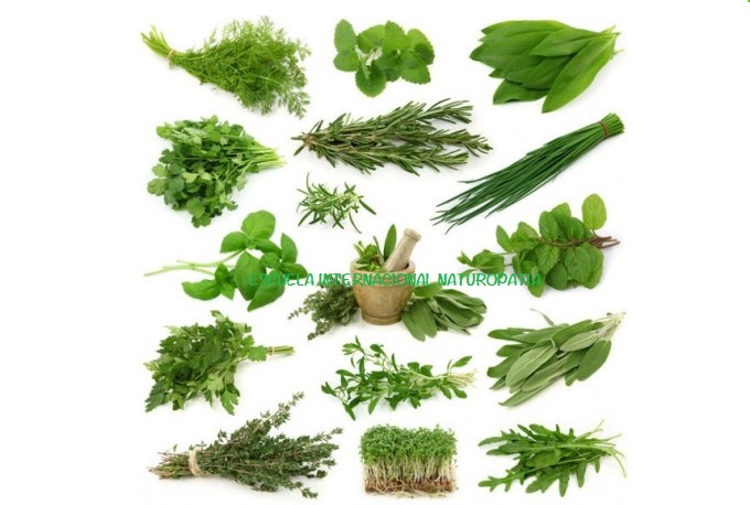 ✅ Curso de Herbología (fitoterapia)…las plantas nuestra salvación